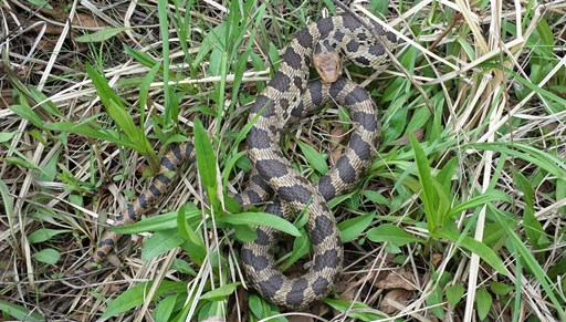 Wildlife Monitoring for Snakes
