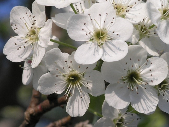 Callery Pear Upclose