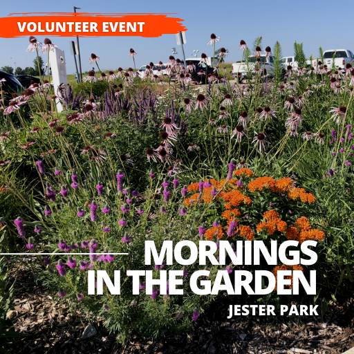 Mornings in the Garden: Jester Park