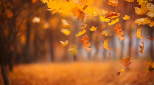 Top 3 Ways to handle fall leaves
