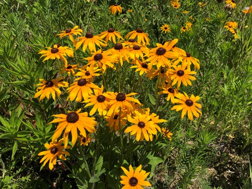 Planting Native: Bees, Butterflies & Benefits