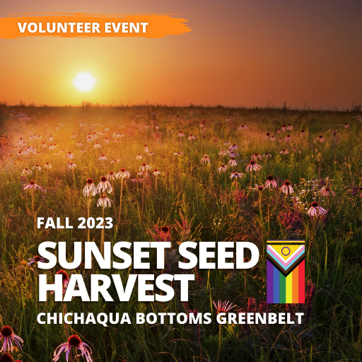 Sunset Seed Harvest