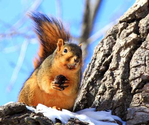 Get Nutty with Squirrels