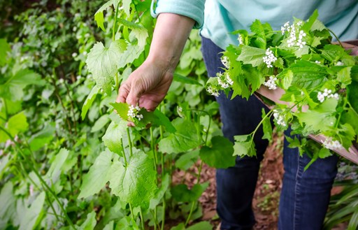 Foragers & Hikers - Garlic Mustard Being Sprayed with Herbicide