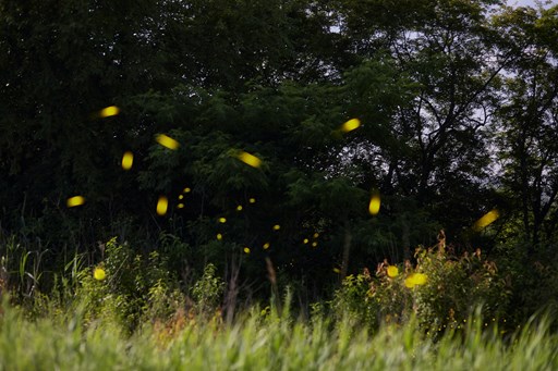 Fireflies by Firelight