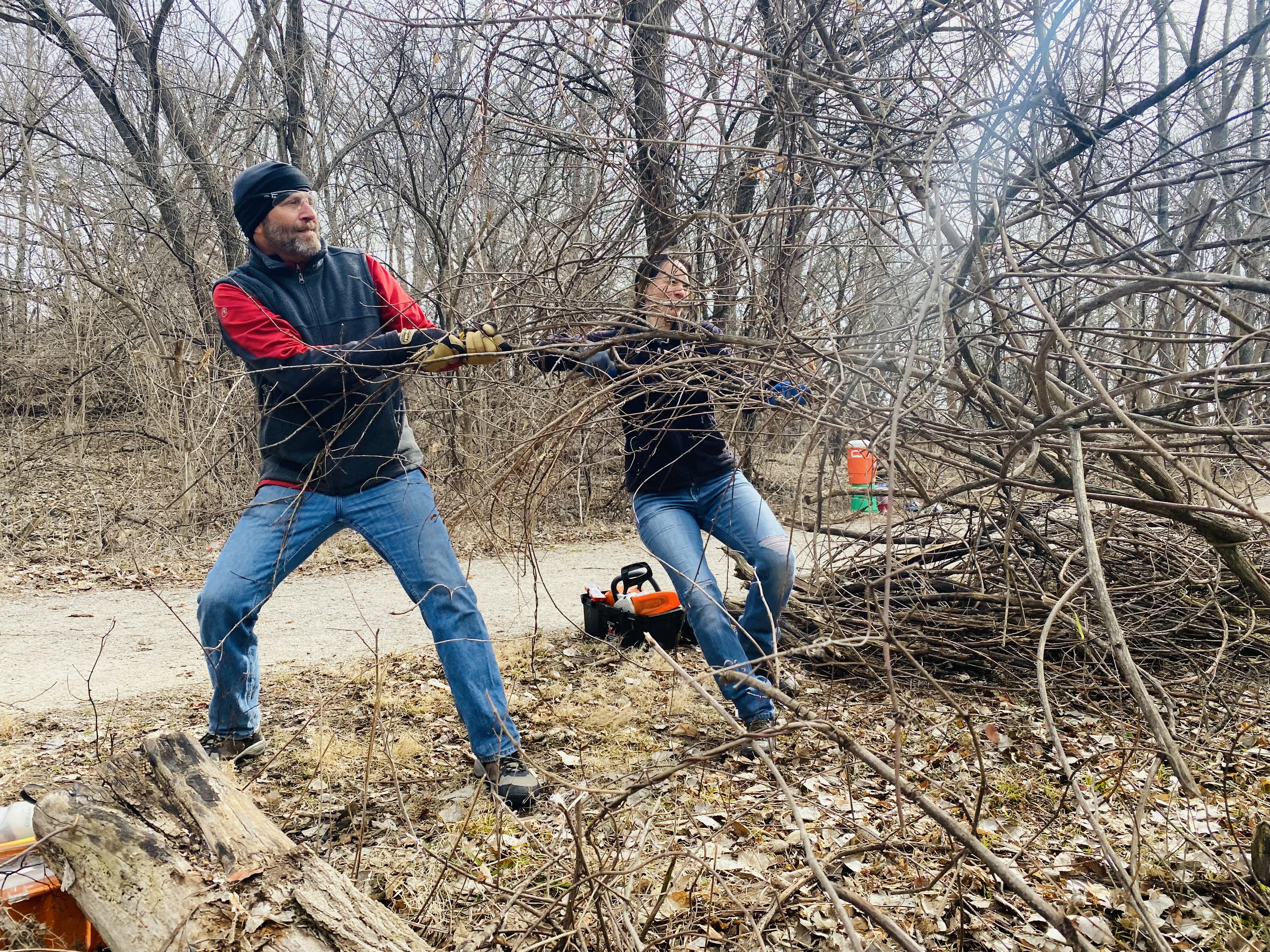 volunteers pulling invasive species