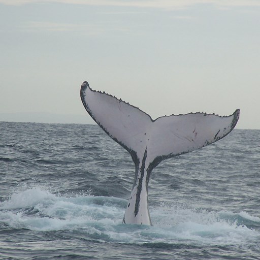 Global Migrations - Humpback Whales